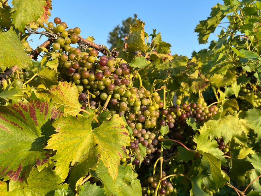 6 Linden Dreihart Winery Gallery